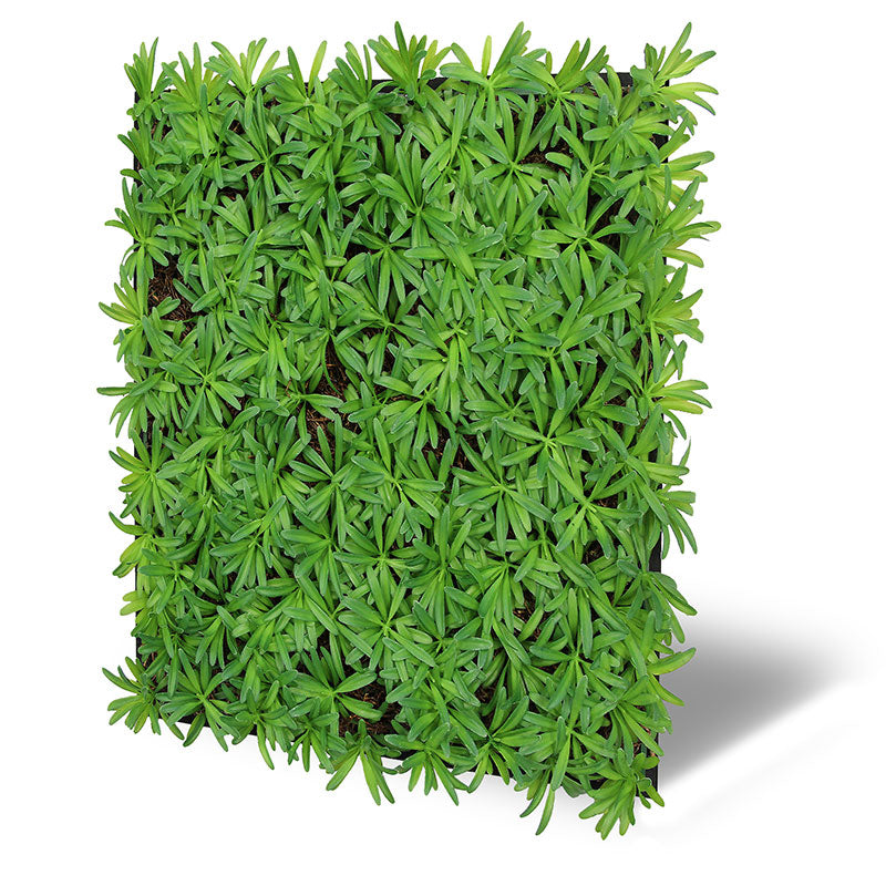 Pflanzen-Wandpaneel Podocarpus Tea Tree – modular, 52 × 52 cm